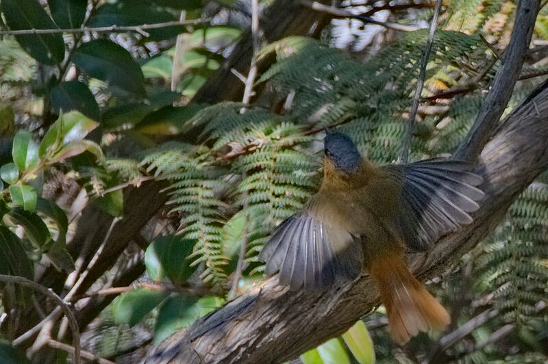 Bocage's Akalat (Sheppardia bocagei) photo