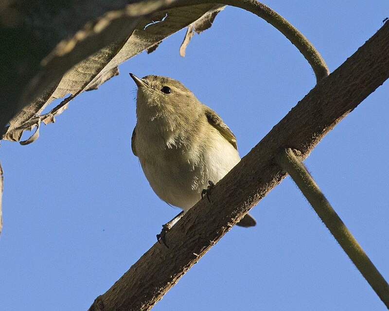 Brown Woodland-Warbler (Phylloscopus umbrovirens) photo