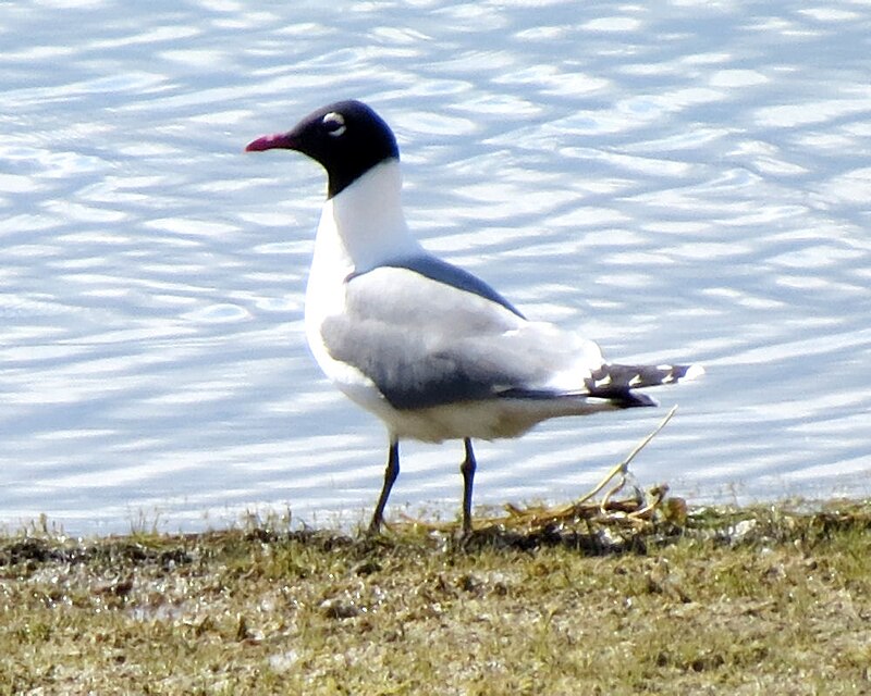 Franklin's Gull (Leucophaeus pipixcan) photo