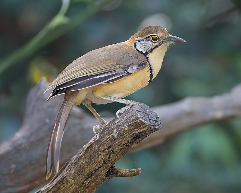 Greater Necklaced Laughingthrush (Pterorhinus pectoralis) photo