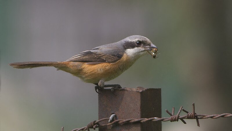 Gray-backed Shrike (Lanius tephronotus) photo