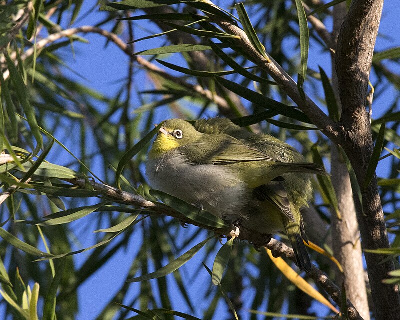 Ethiopian White-eye (Zosterops poliogastrus) photo