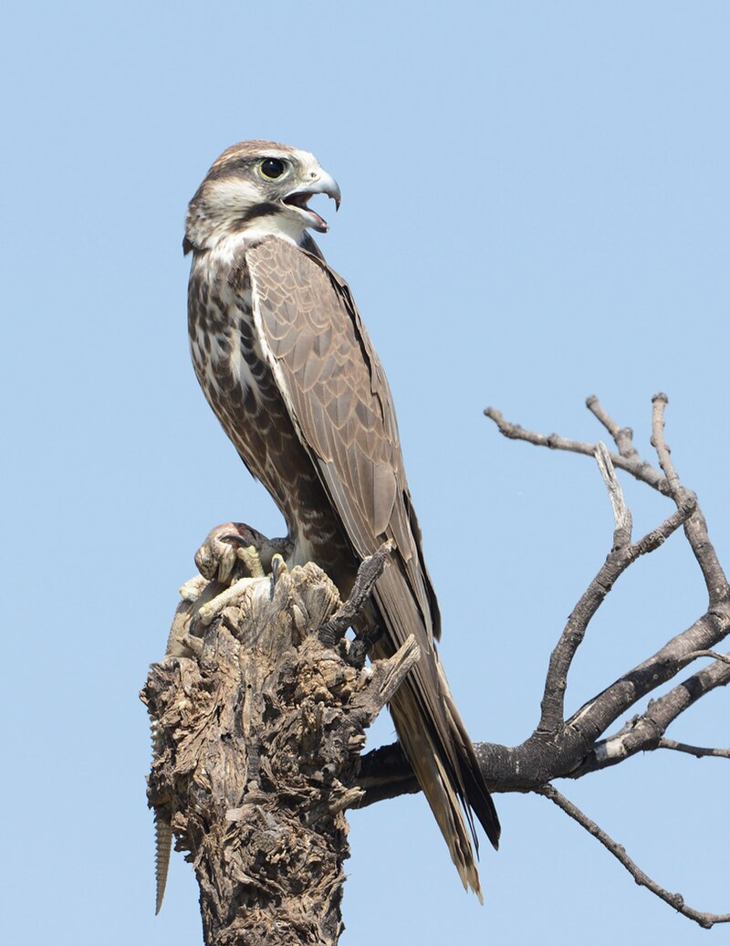 Laggar Falcon (Falco jugger) photo