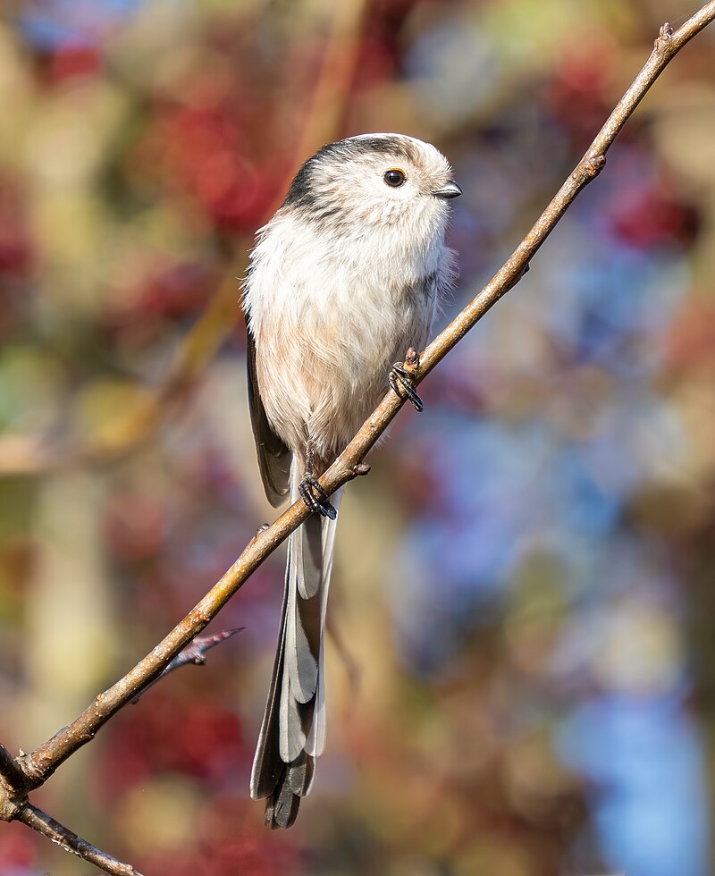 Long-tailed Tit (Aegithalos caudatus) photo