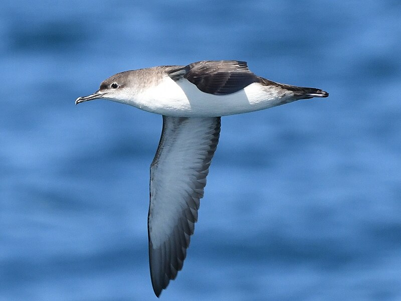 Yelkouan Shearwater (Puffinus yelkouan) photo