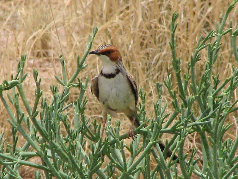 Rufous-eared Warbler (Malcorus pectoralis) photo