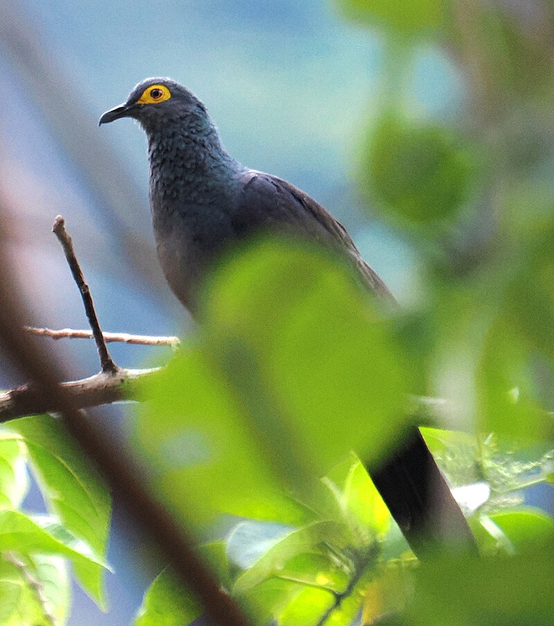 Slaty Cuckoo-Dove (Turacoena modesta) photo