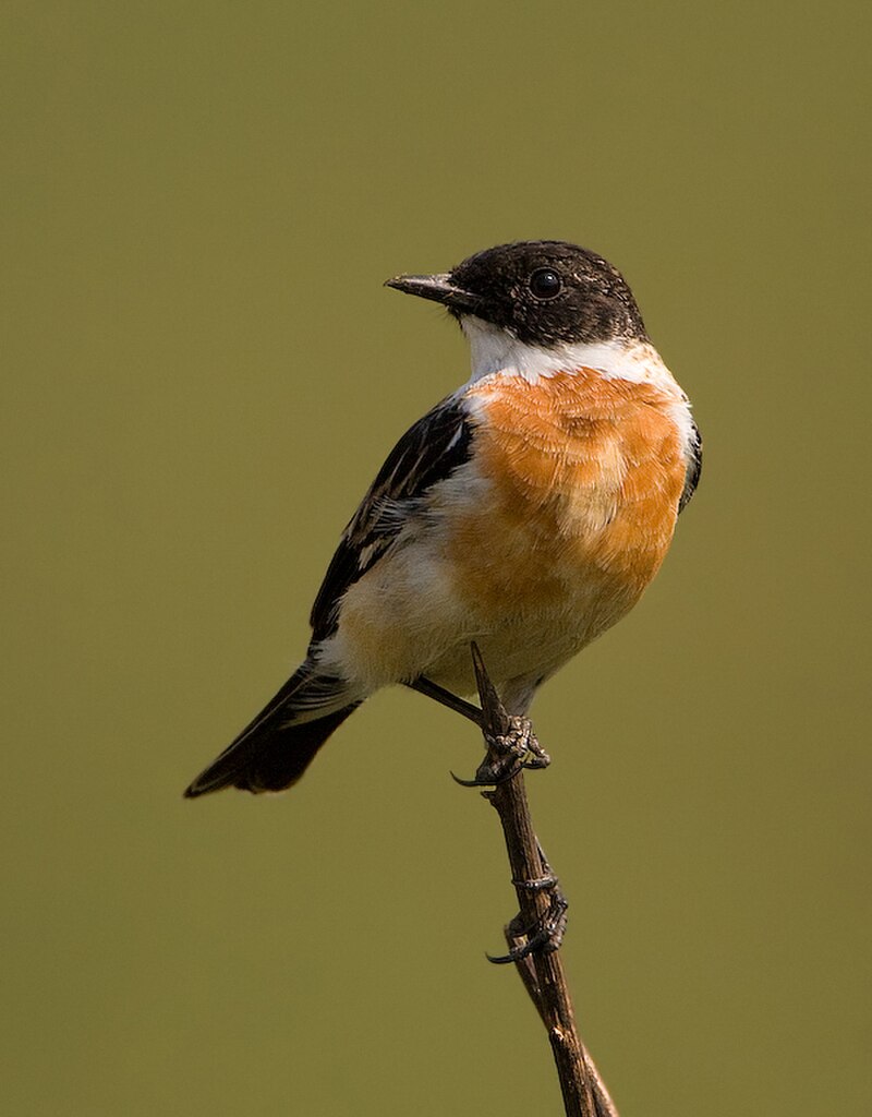 White-throated Bushchat (Saxicola insignis) photo
