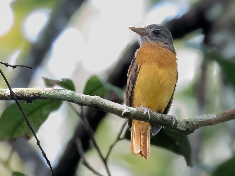 Citron-bellied Attila (Attila citriniventris) photo
