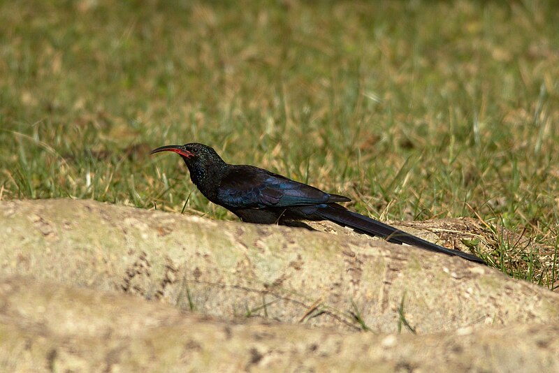 Black-billed Woodhoopoe (Phoeniculus somaliensis) photo