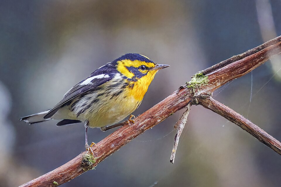 Blackburnian Warbler (Setophaga fusca)