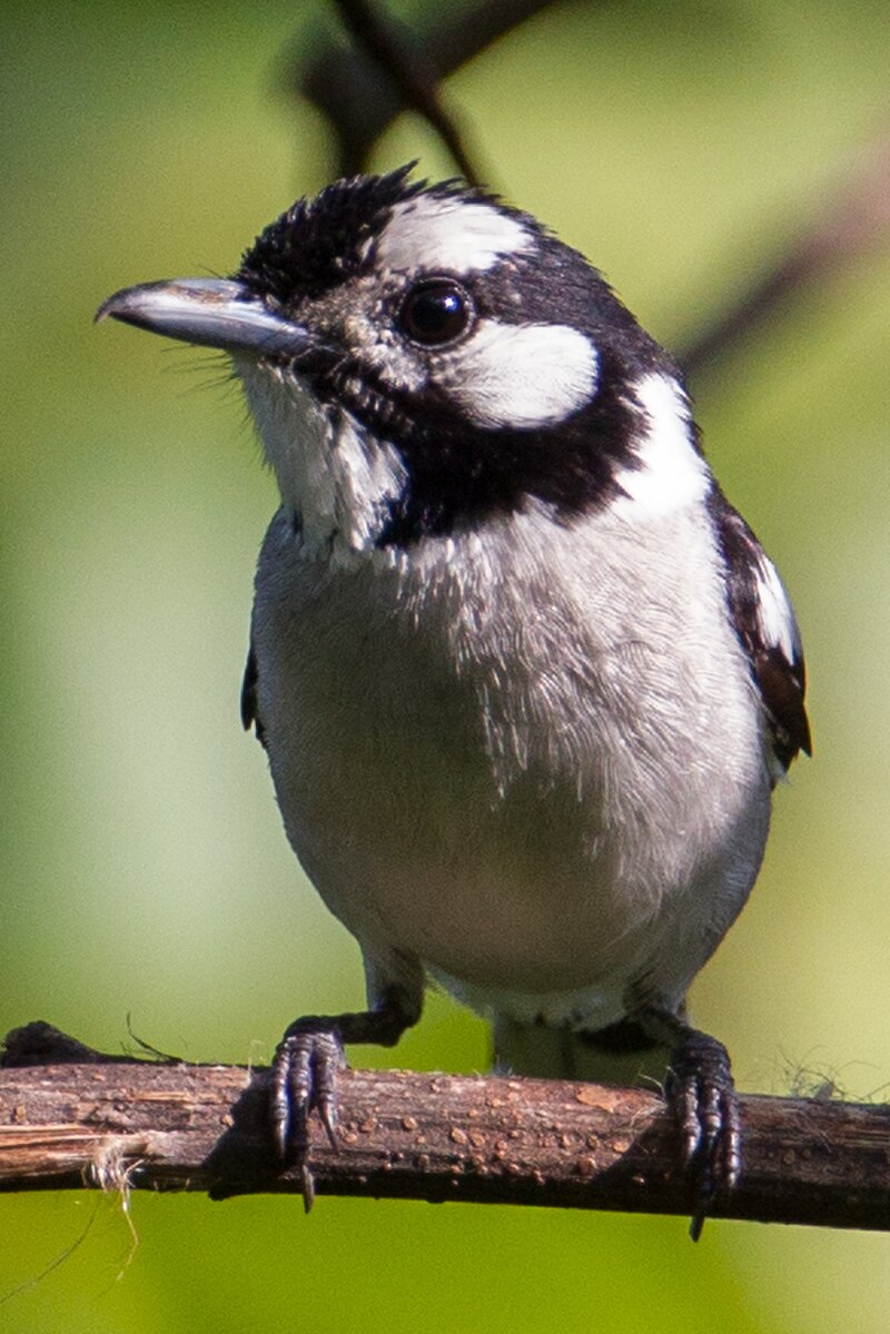 White-naped Monarch (Carterornis pileatus) photo