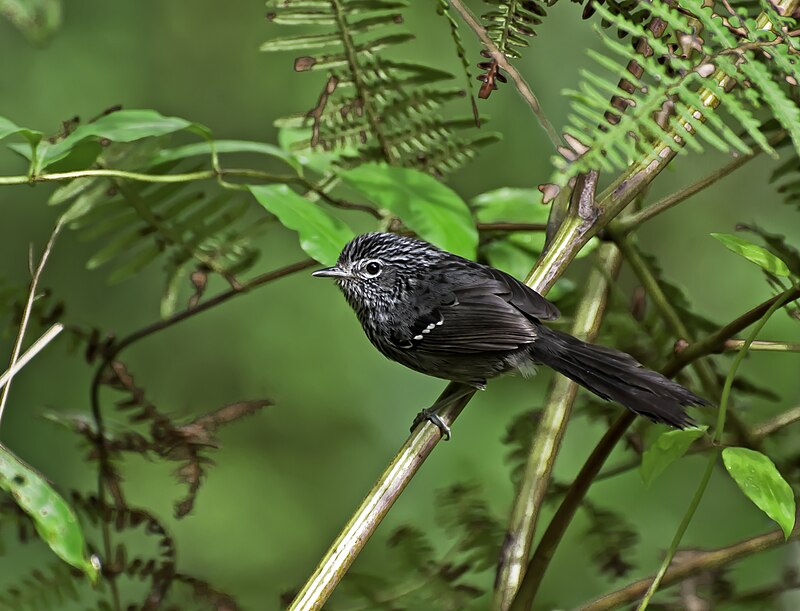 Dusky-tailed Antbird (Drymophila malura) photo
