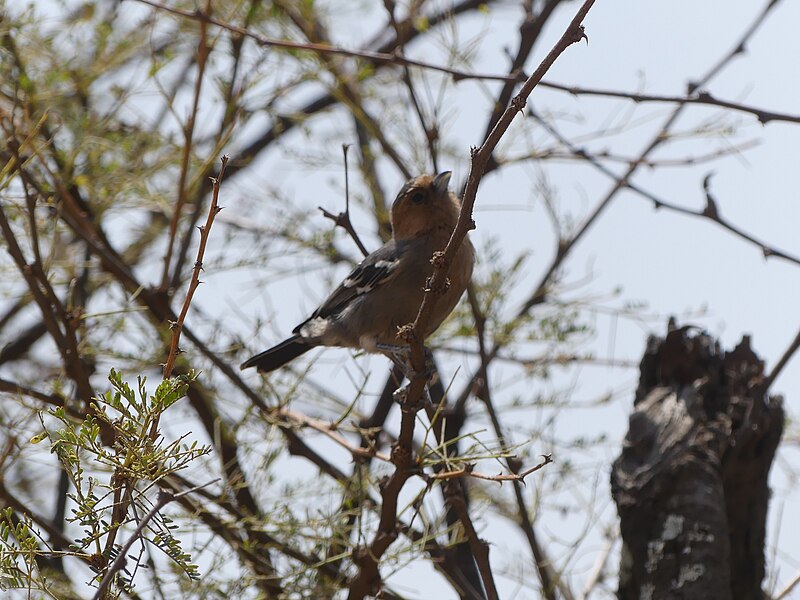 Red-throated Tit (Melaniparus fringillinus) photo