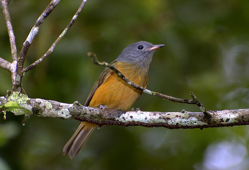 Gray-hooded Flycatcher (Mionectes rufiventris) photo
