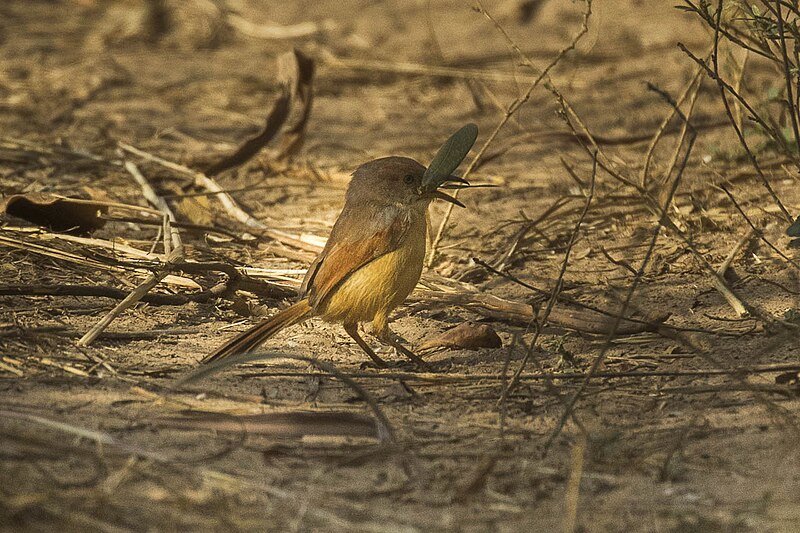 Red-winged Prinia (Prinia erythroptera) photo