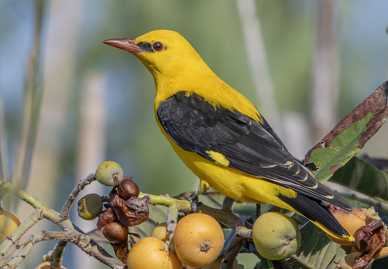Eurasian Golden Oriole (Oriolus oriolus) photo