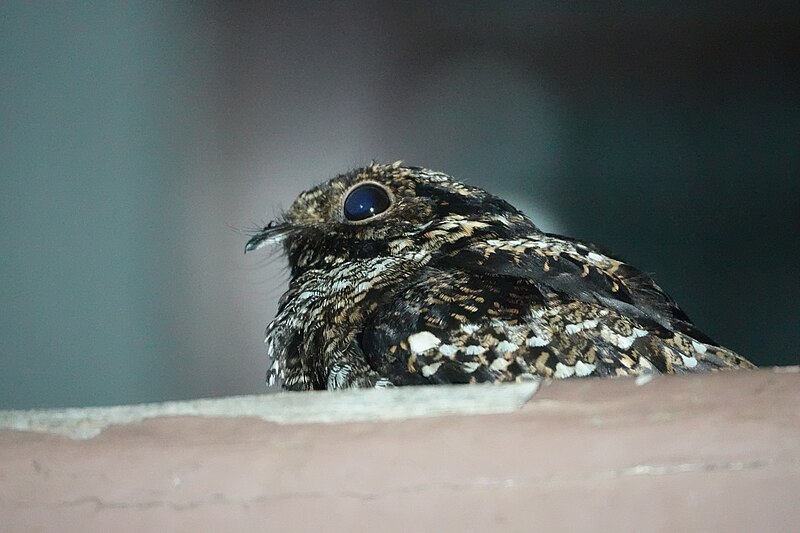 Salvadori's Nightjar (Caprimulgus pulchellus) photo