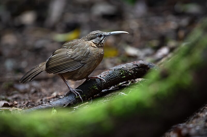Short-tailed Scimitar-Babbler (Napothera danjoui) photo