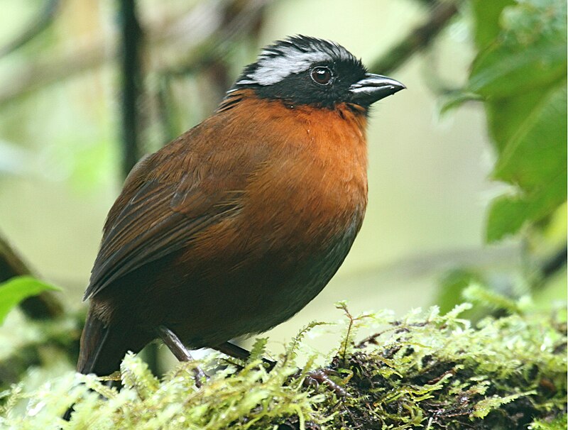 Tanager Finch (Oreothraupis arremonops) photo