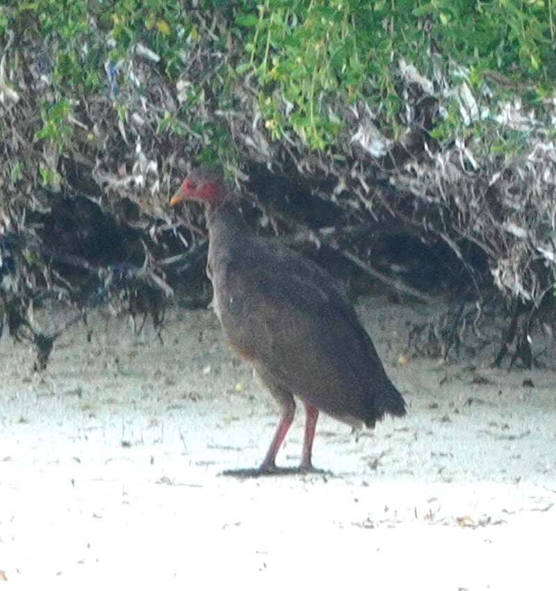 Tanimbar Megapode (Megapodius tenimberensis) photo