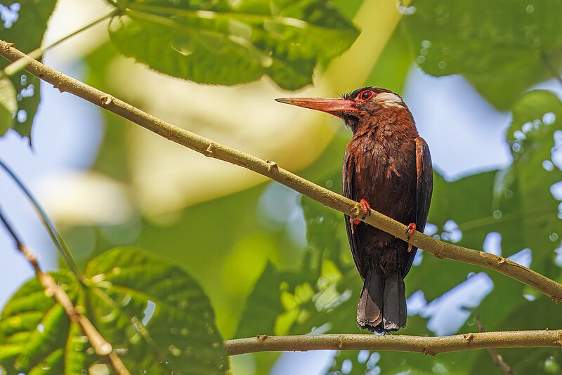 White-eared Jacamar (Galbalcyrhynchus leucotis) photo