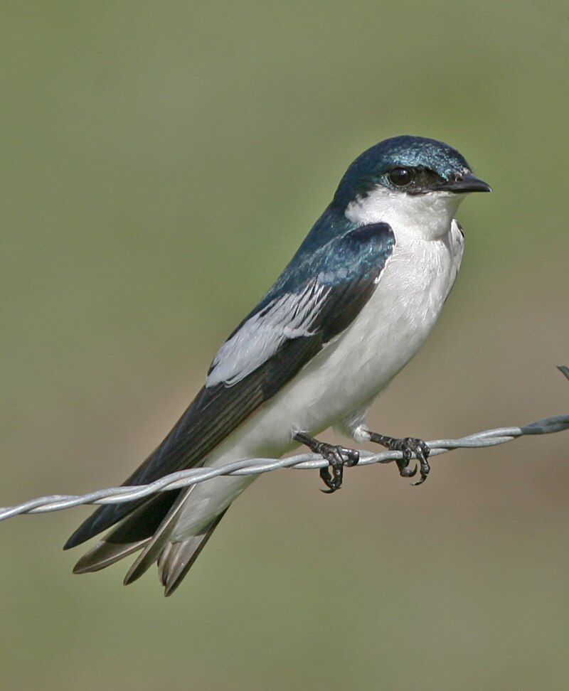 White-winged Swallow (Tachycineta albiventer) photo