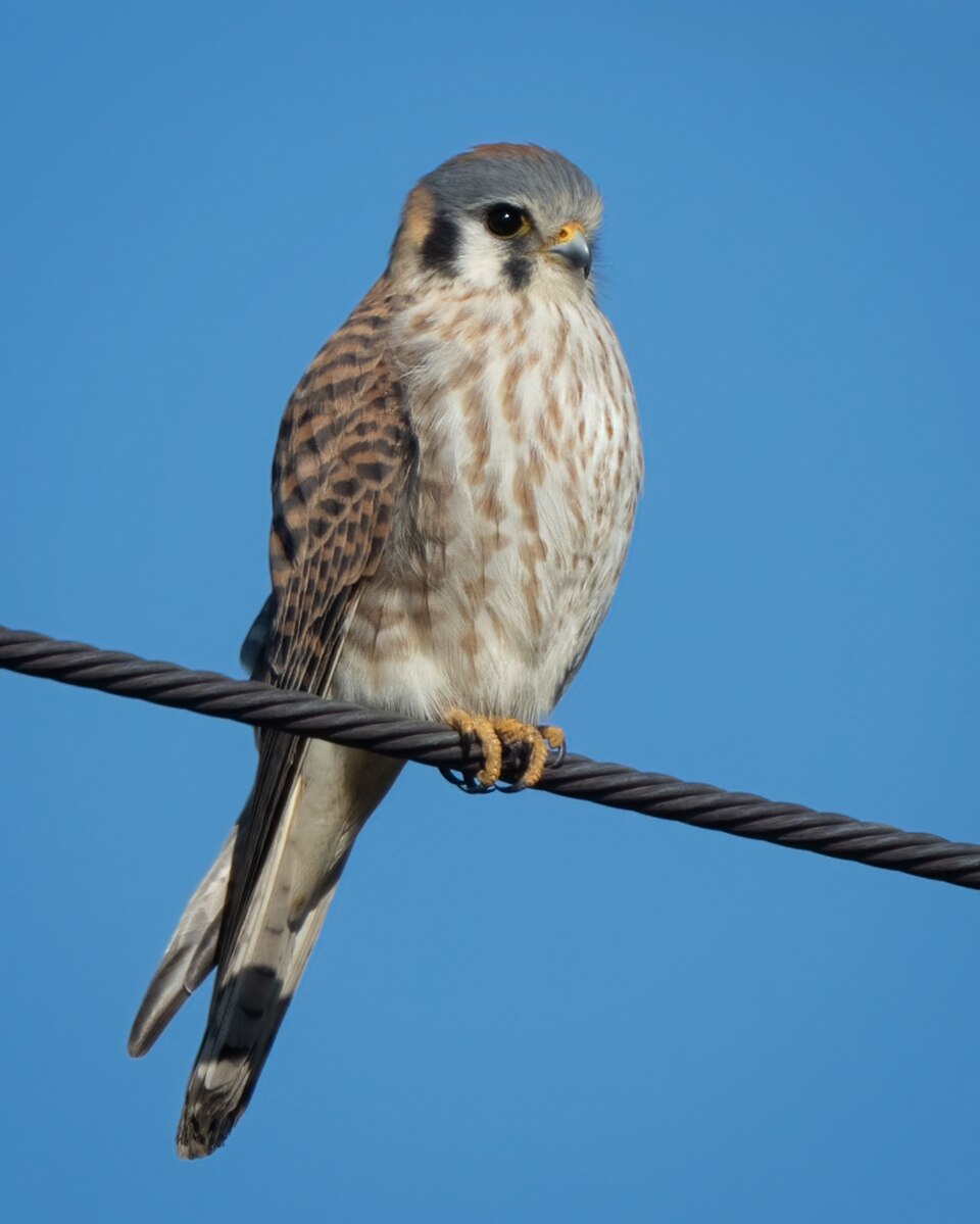 American Kestrel (Falco sparverius)