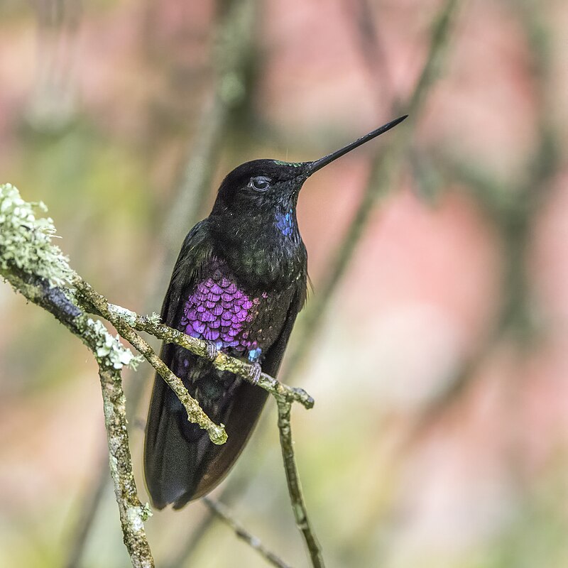 Blue-throated Starfrontlet (Coeligena helianthea) photo