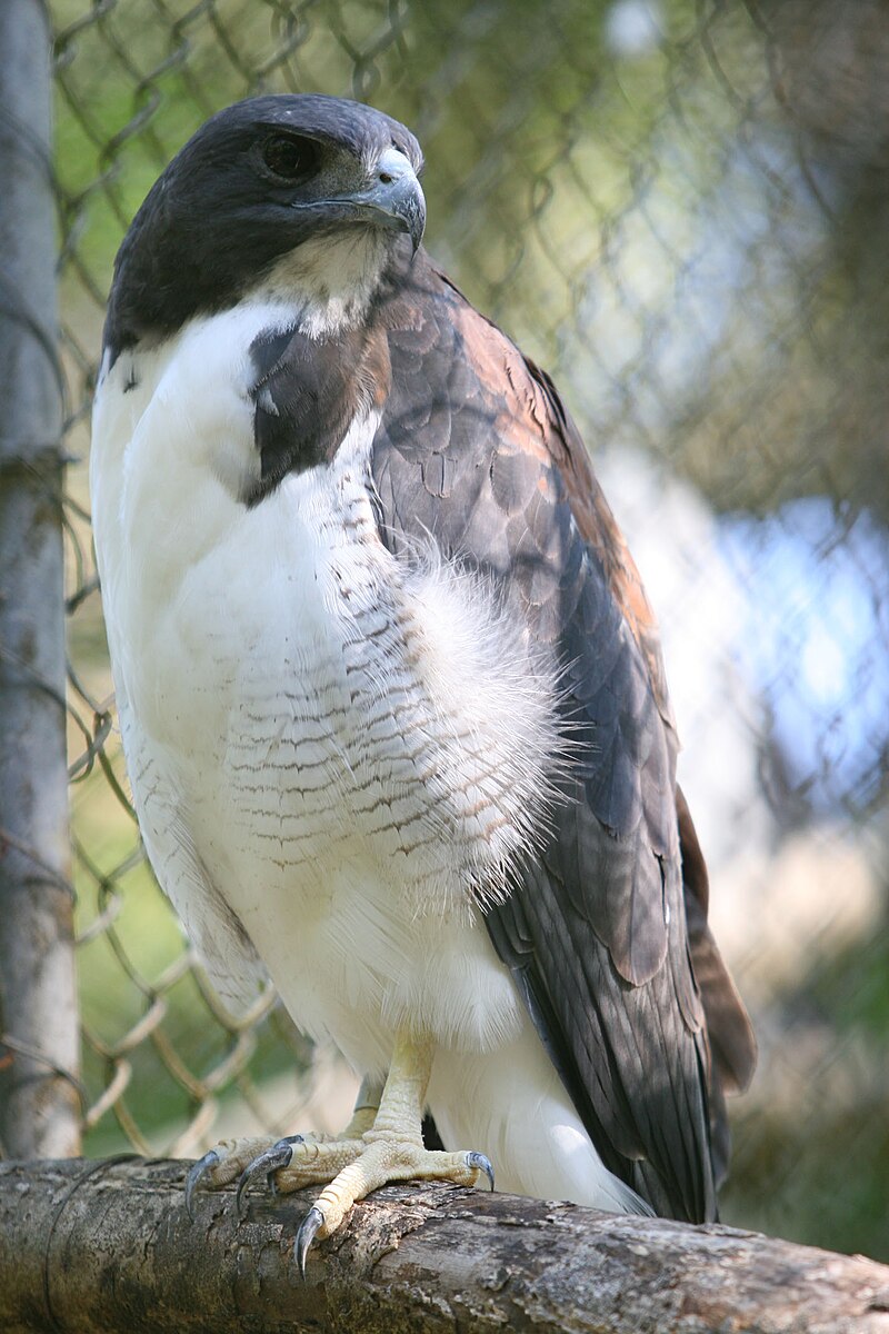 White-tailed Hawk (Geranoaetus albicaudatus) photo