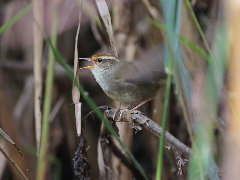 Chestnut-crowned Bush Warbler (Cettia major) photo