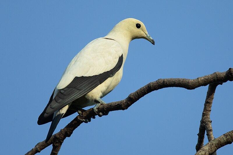 Pied Imperial-Pigeon (Ducula bicolor) photo