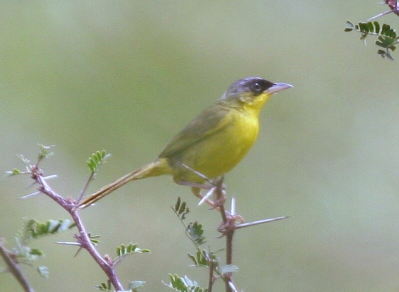 Gray-crowned Yellowthroat (Geothlypis poliocephala) photo