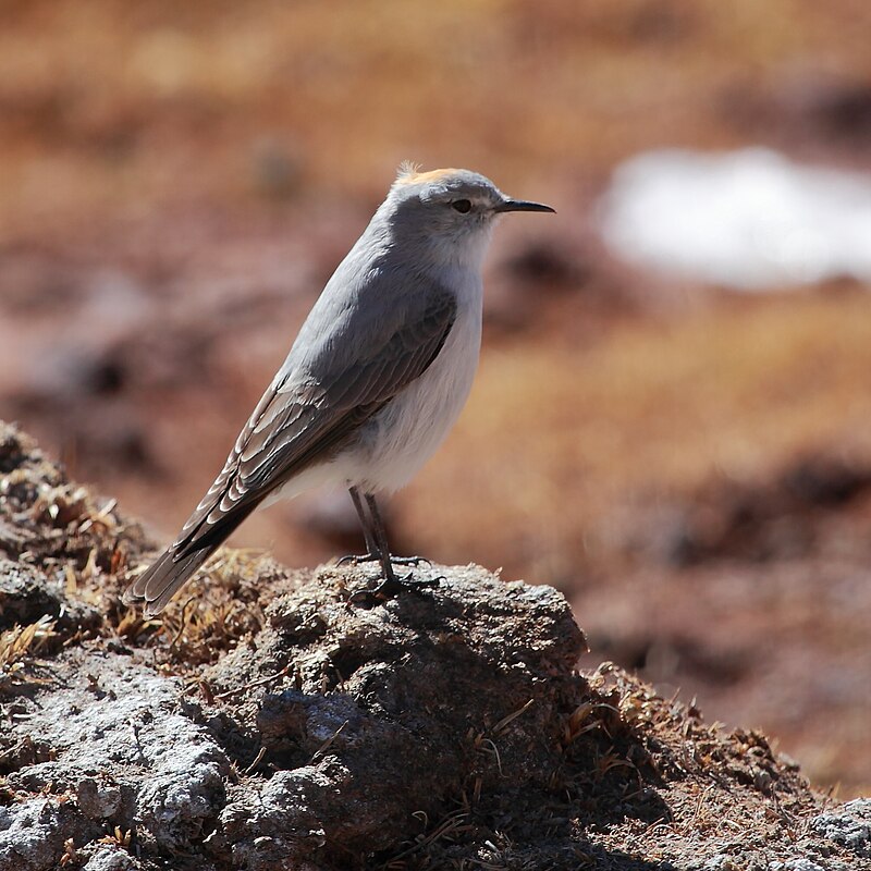Rufous-naped Ground-Tyrant (Muscisaxicola rufivertex) photo