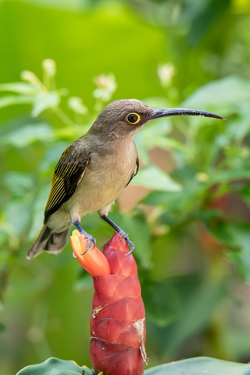 Pale Spiderhunter (Arachnothera dilutior) photo