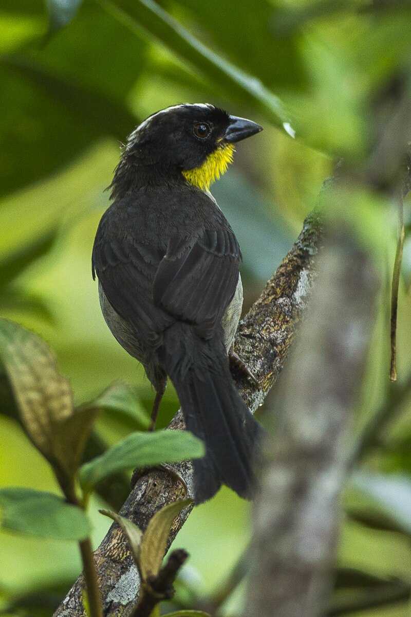 White-naped Brushfinch (Atlapetes albinucha) photo