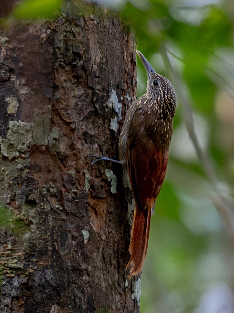 Chestnut-rumped Woodcreeper (Xiphorhynchus pardalotus) photo