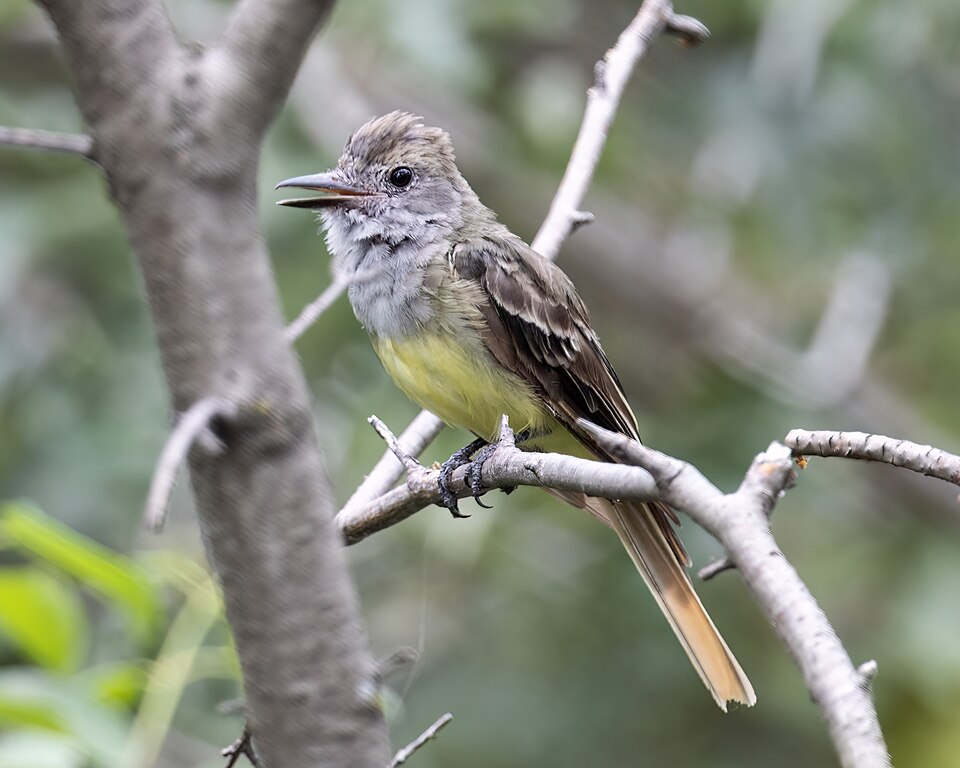 Great Crested Flycatcher (Myiarchus crinitus)
