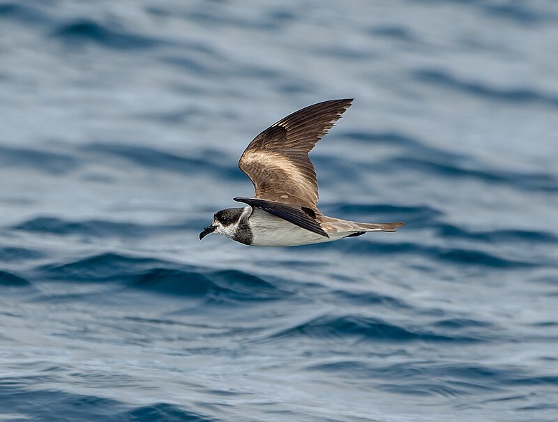 Ringed Storm-Petrel (Hydrobates hornbyi) photo