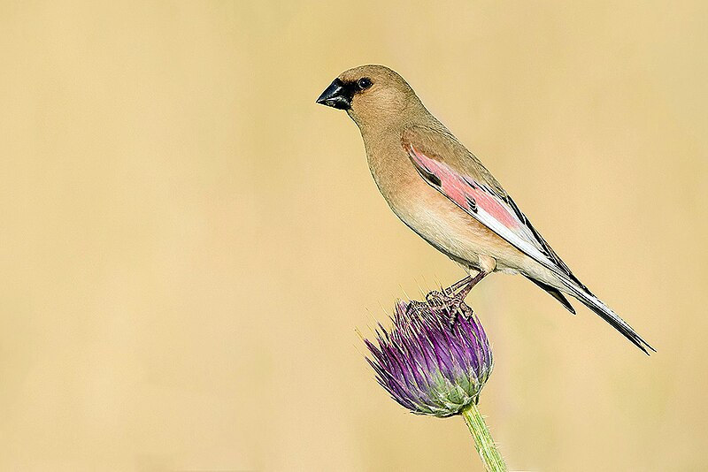 Desert Finch (Rhodospiza obsoleta) photo