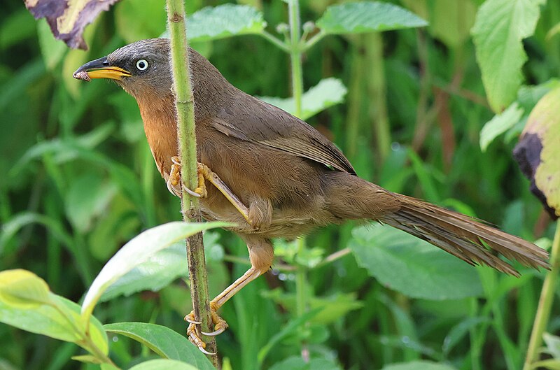 Rufous Babbler (Argya subrufa) photo