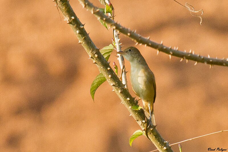 Thick-billed Warbler (Arundinax aedon) photo