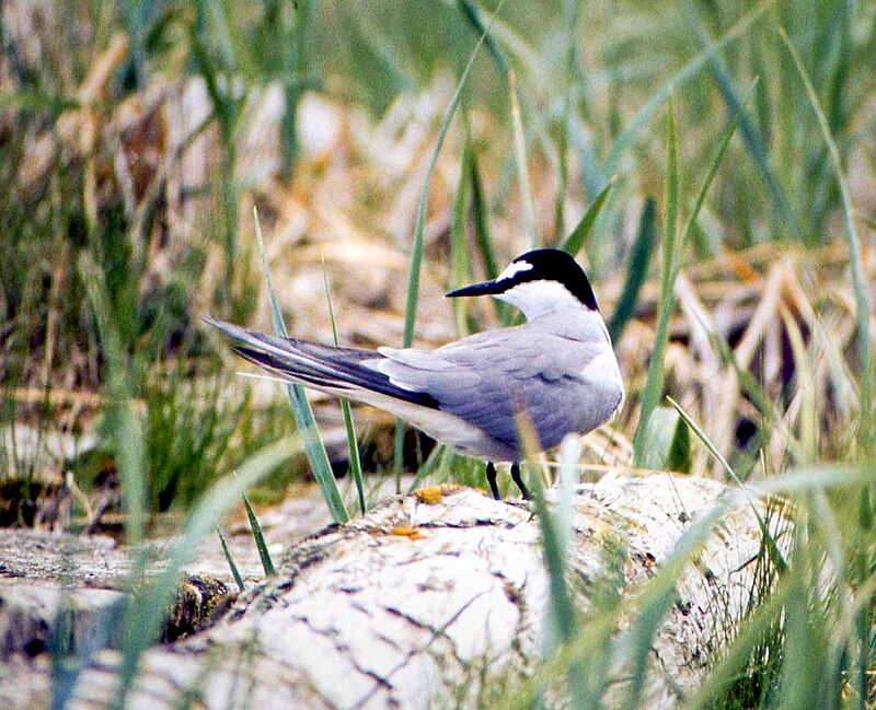 Aleutian Tern (Onychoprion aleuticus) photo