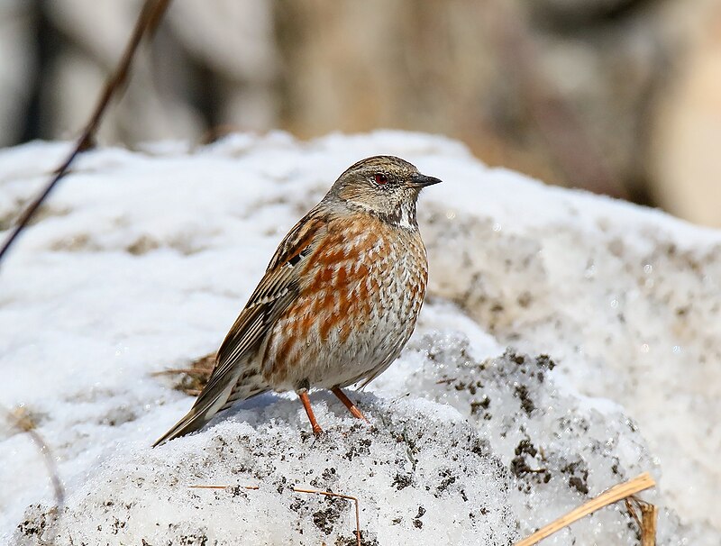 Altai Accentor (Prunella himalayana) photo