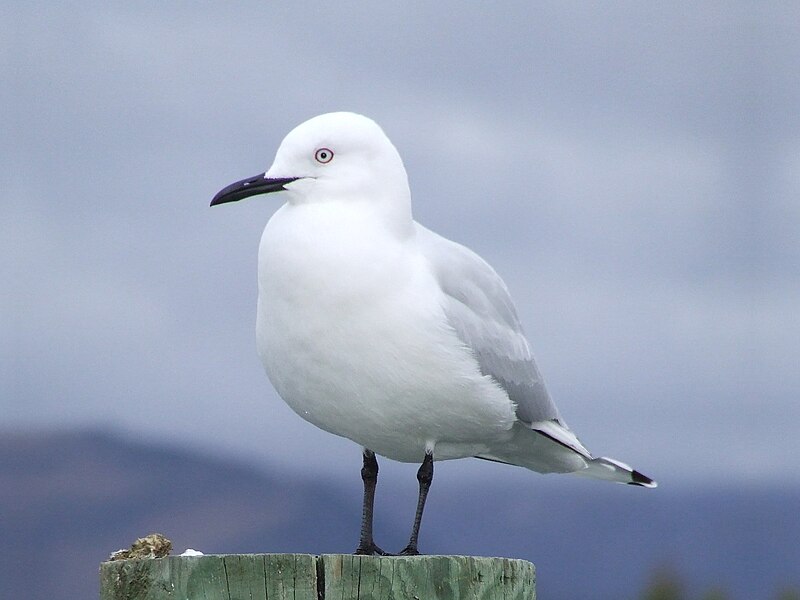 Black-billed Gull (Chroicocephalus bulleri) photo