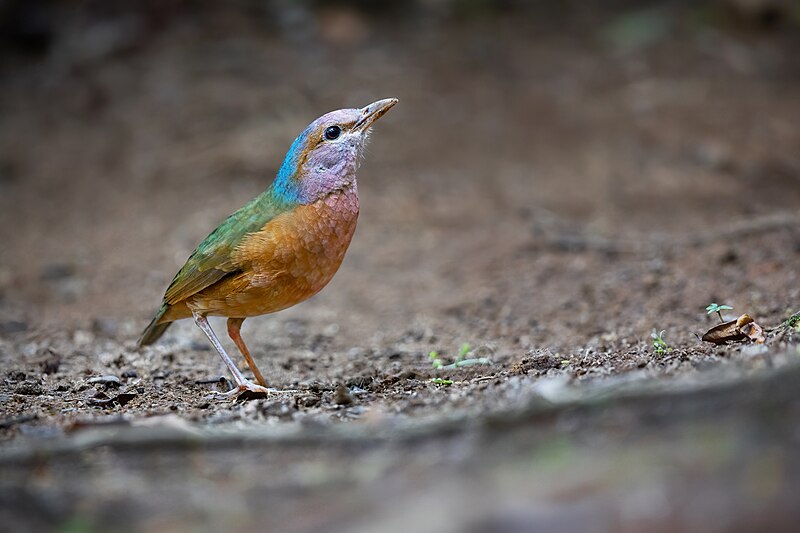 Blue-rumped Pitta (Hydrornis soror) photo