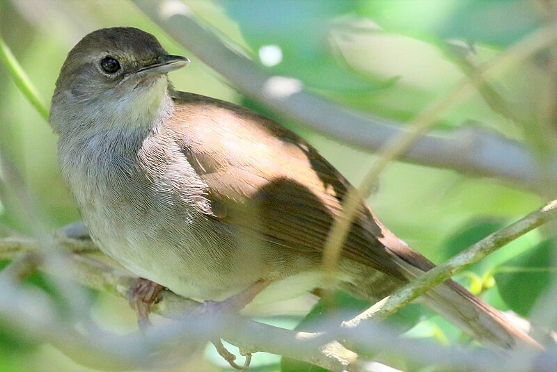 Knysna Warbler (Bradypterus sylvaticus) photo