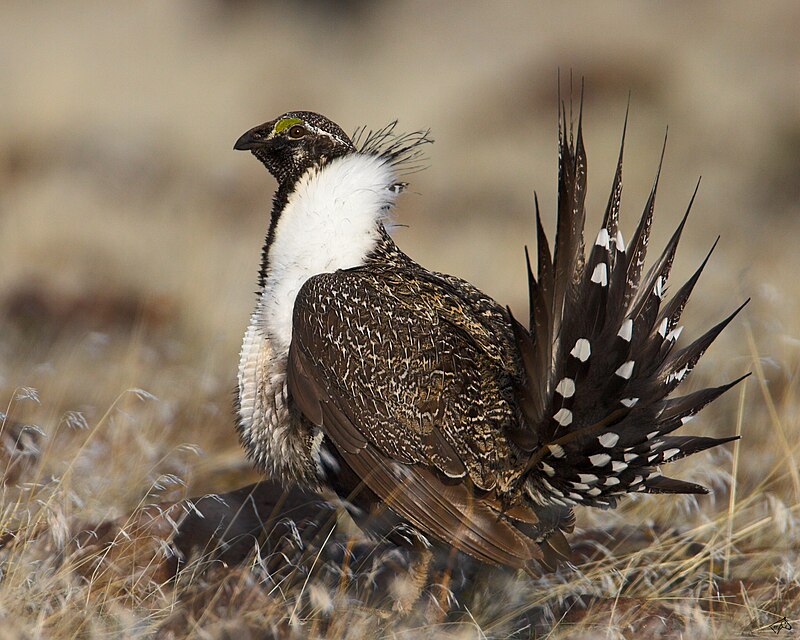 Greater Sage-Grouse (Centrocercus urophasianus) photo