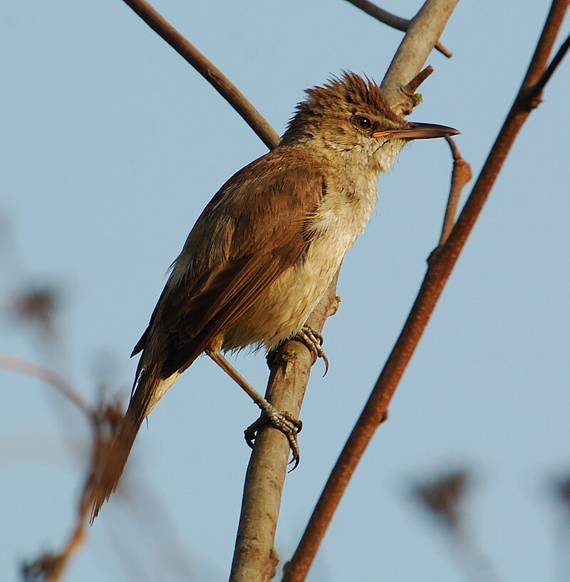 Clamorous Reed Warbler (Acrocephalus stentoreus) photo