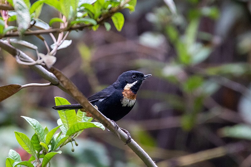 Moustached Flowerpiercer (Diglossa mystacalis) photo